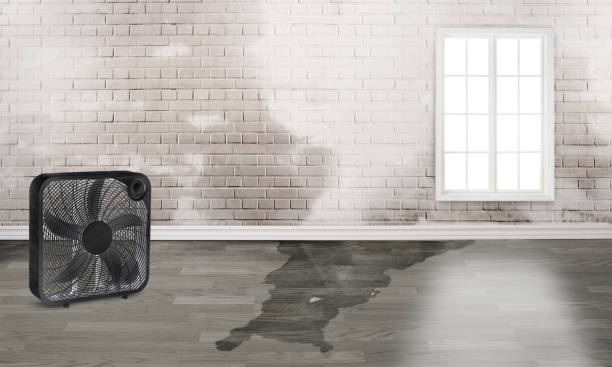 Best Mold removal after water damage  in Chehalis, WA